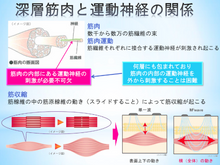 画像をギャラリービューアに読み込む, SERAPM Siluetron TechnolinkSports日本製ポータブルEMS